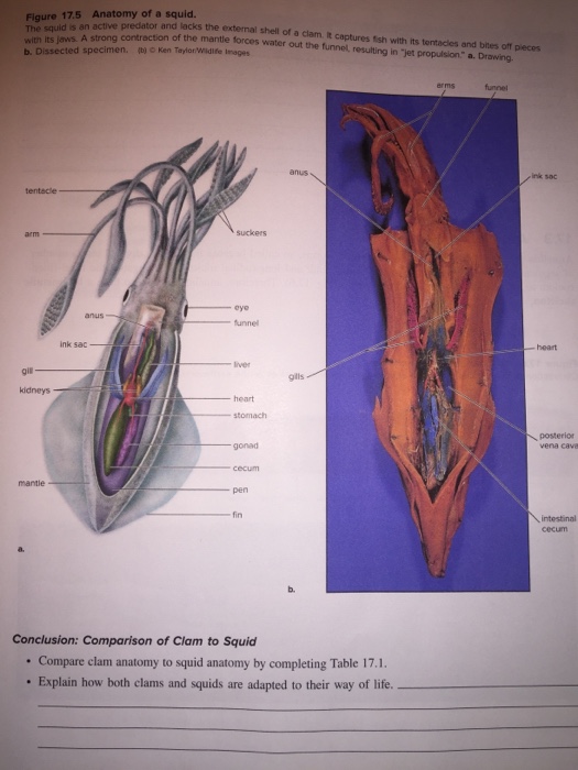 Squid Dissection Pen