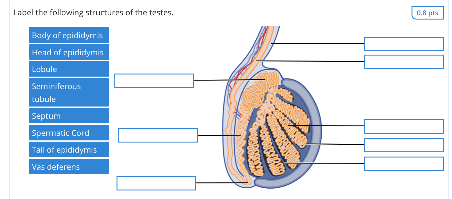 Solved Label the following structures of the testes. 0.8 pts | Chegg.com