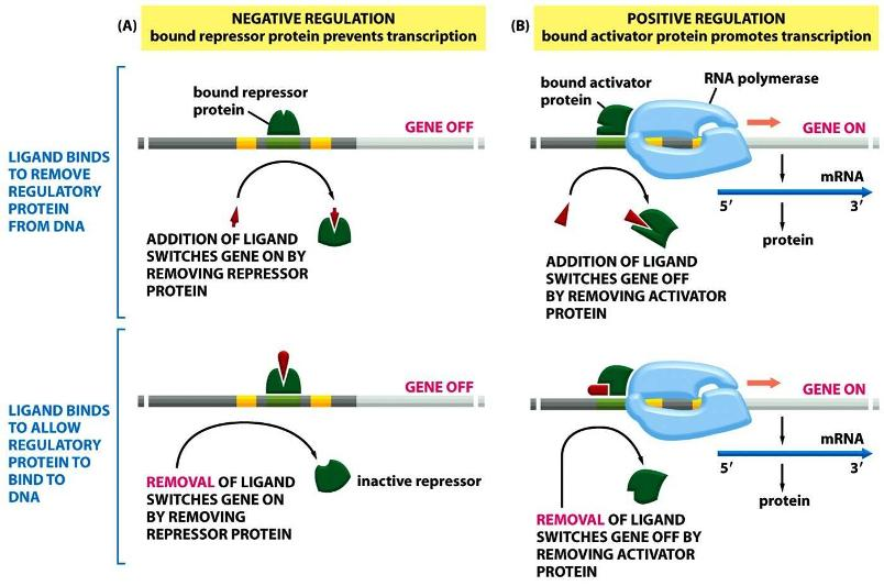 ***All or None - Identify transcription factors | Chegg.com