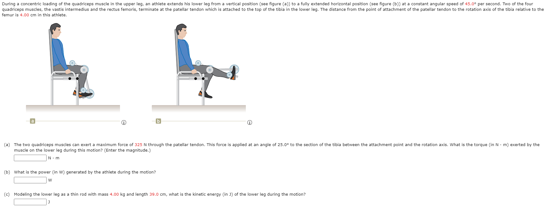 Solved During a concentric loading of the quadriceps muscle | Chegg.com