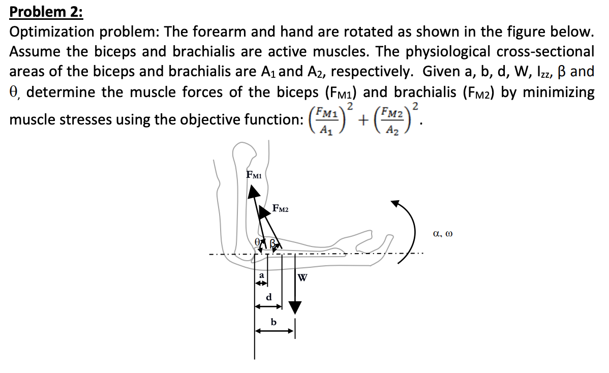 Solved Problem 2 Optimization Problem The Forearm And H Chegg Com