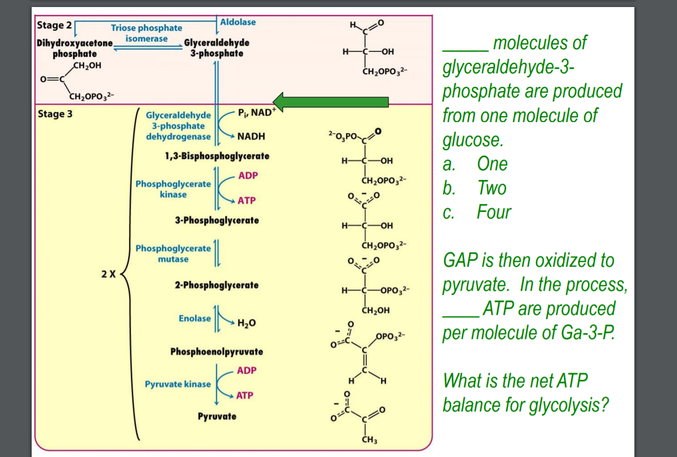 Solved н-сон CHOPO32- Stage 2 Triose phosphate Aldolase | Chegg.com