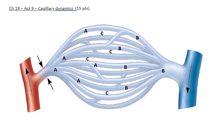 Solved Ch 19 - Act 9 - Capillary dynamics (15 pts) A с B B с | Chegg.com