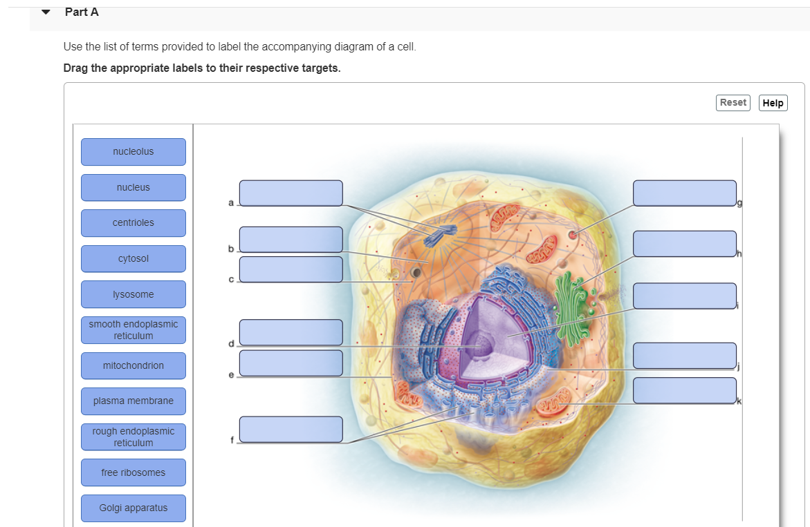 Solved 1) The following image shows a dialysis sac filled | Chegg.com