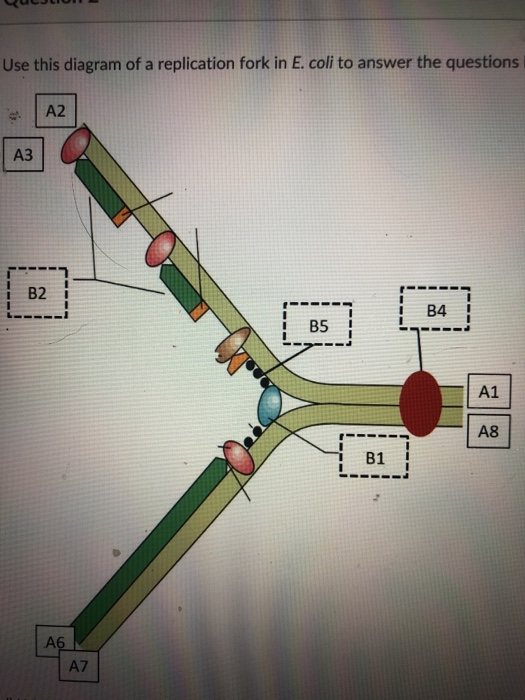 Solved Use this diagram of a replication fork in E. coli to | Chegg.com
