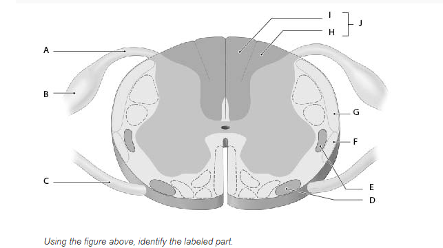 Solved #] Н. А B G F E D Using the figure above, identify | Chegg.com