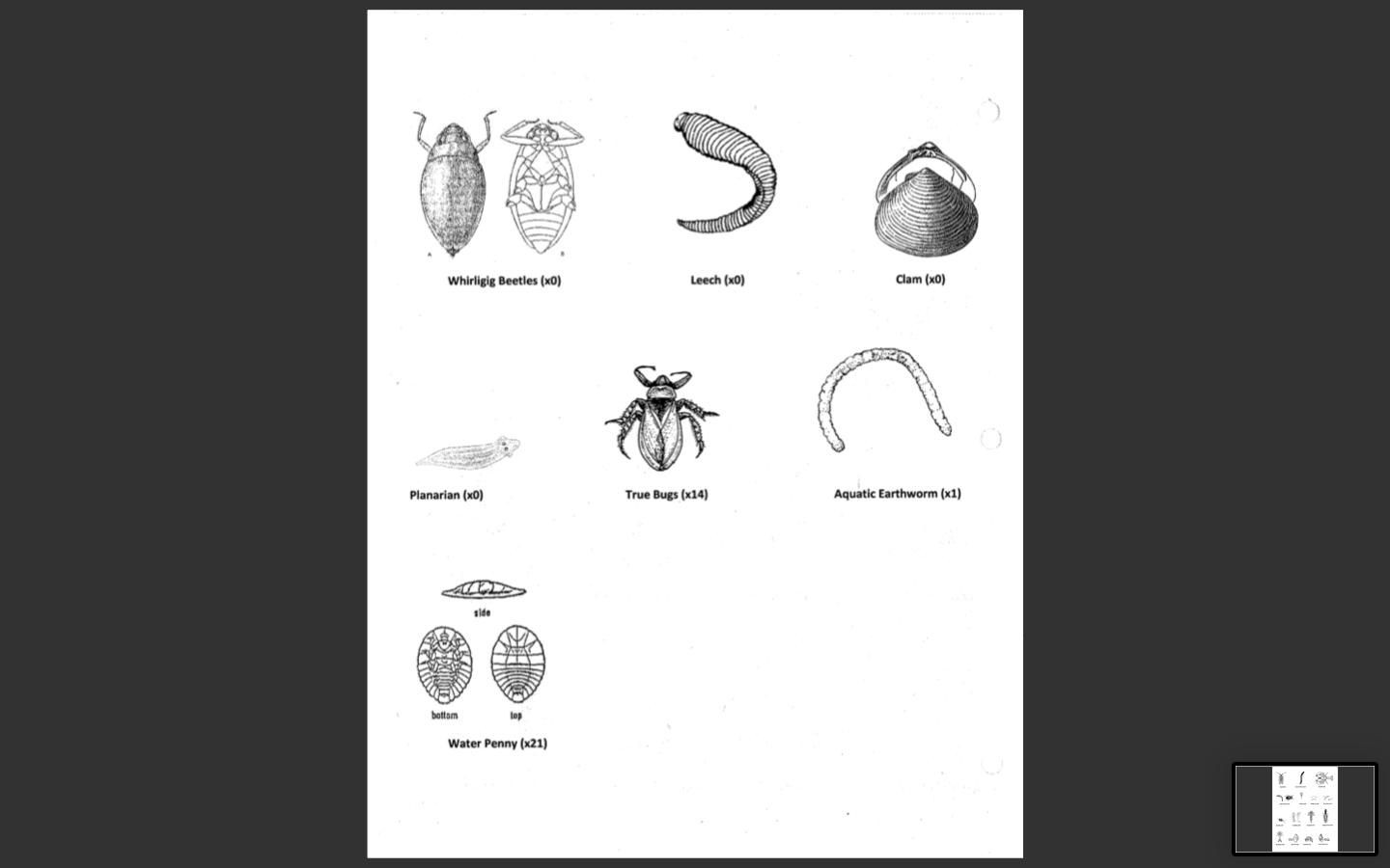 whirligig beetle diagram