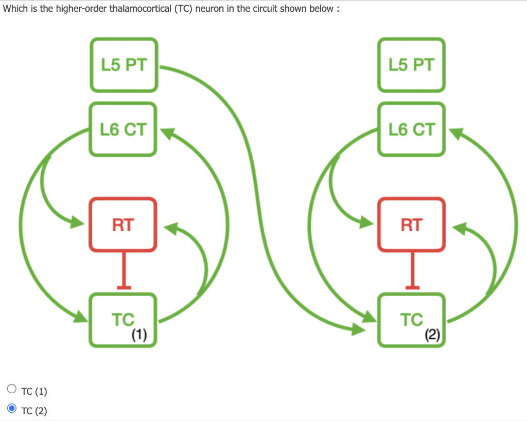 Solved Which is the higher-order thalamocortical (TC) neuron | Chegg.com
