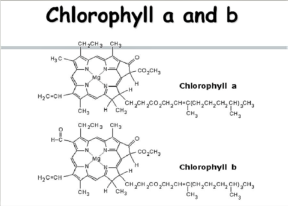 Chlorophyll B