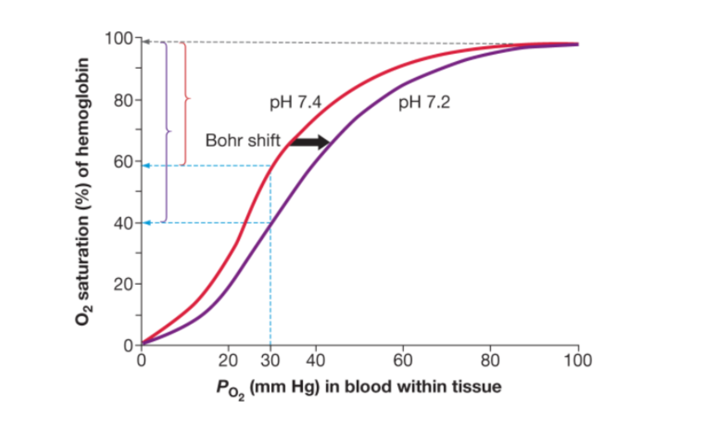 Solved pH 7.4 pH 7.2 Bohr shift O2 saturation (%) of | Chegg.com