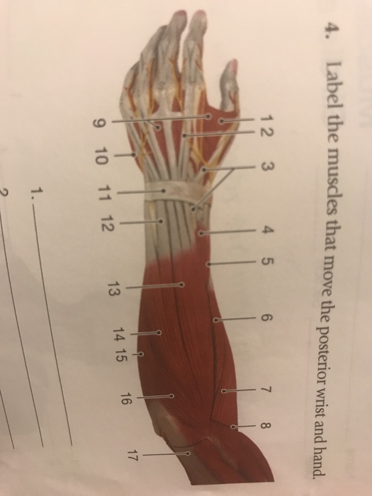 Solved: 4. Label The Muscles That Move The Posterior Wrist... | Chegg.com