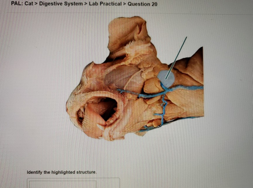 Identify The Highlighted Region Of The Small Chegg Com