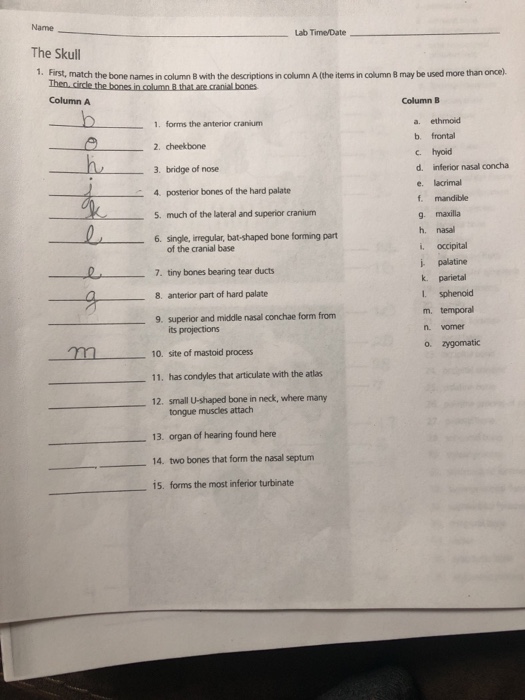 Solved First, Match The Bones Names In Column B With The | Chegg.com