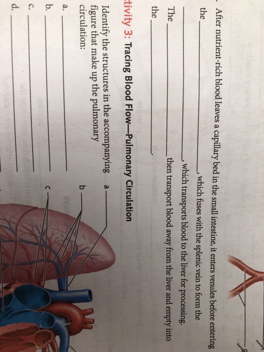 Solved what is the functional difference between a pulmonary | Chegg.com