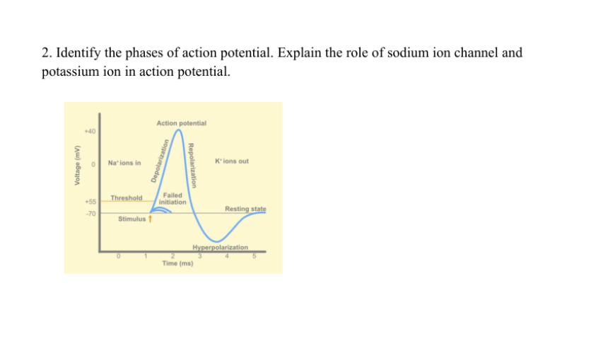 explain the role of sodium plus in the generation of action potential