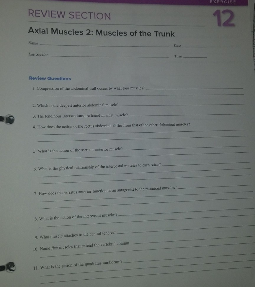 Solved EXERCISE 12 REVIEW SECTION Axial Muscles 2: Muscles | Chegg.com