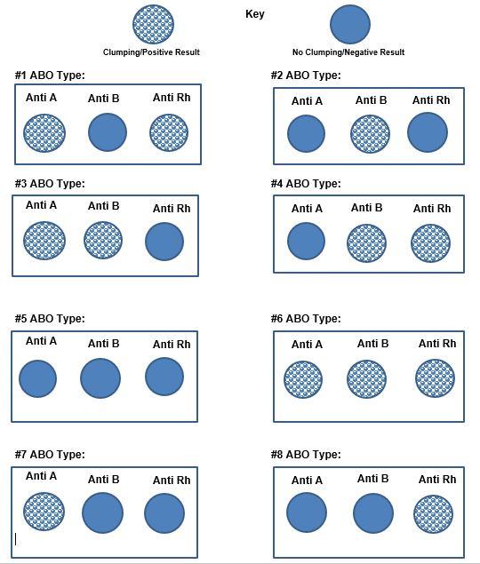 Use The Blood Typing Results In The Diagram To Fill Chegg Com