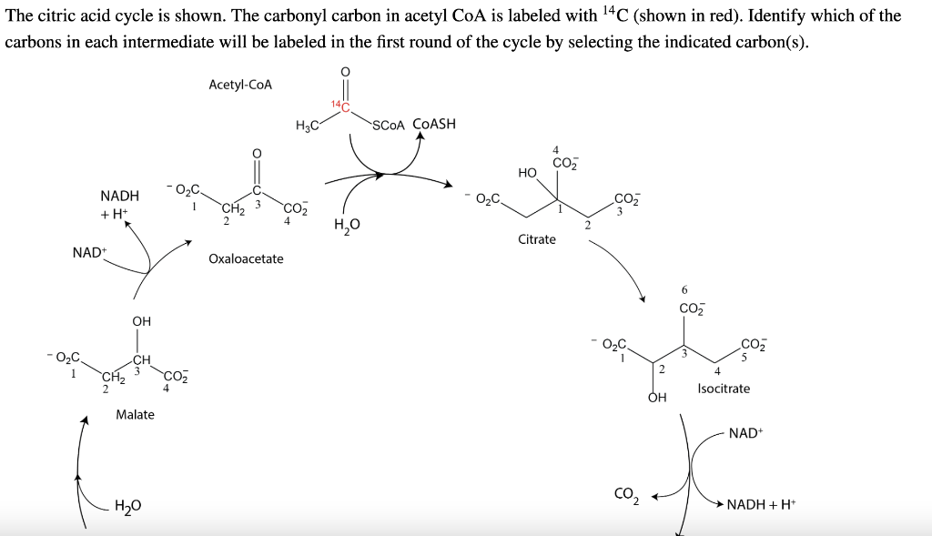 The citric acid cycle is shown. The carbonyl carbon in acetyl CoA is labeled with \( { }^{14} \mathrm{C} \) (shown in red). I