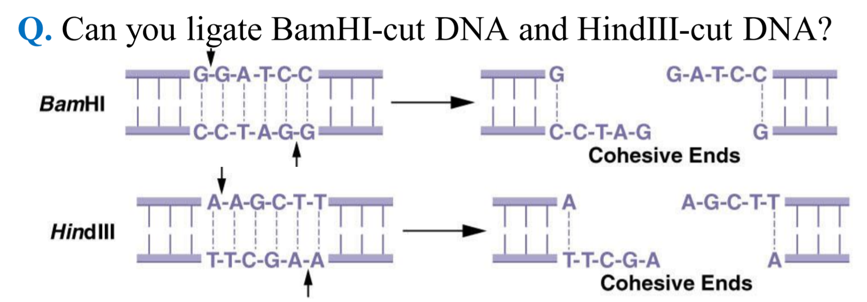 Ch 17 Recombinant Dna Technology Flashcards Chegg Com