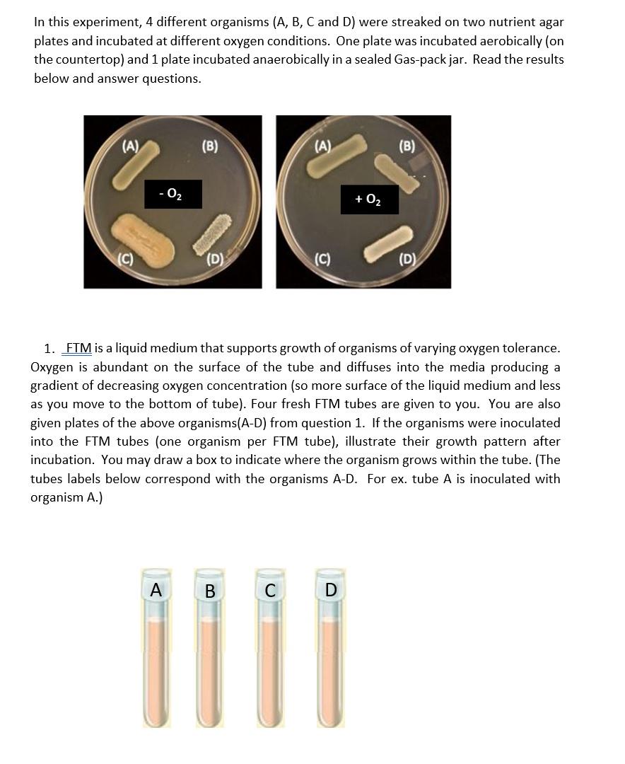 In this experiment, 4 different organisms (A, B, C and D) were streaked on two nutrient agar plates and incubated at differen