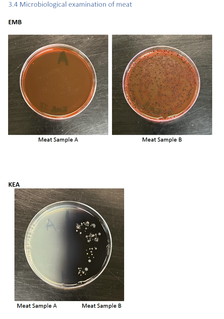 Solved 3.4 Microbiological examination of meat EMB Meat | Chegg.com
