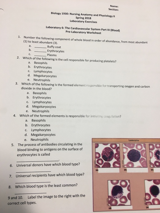 Solved Name Section Biology 1930 Nursing Anatomy And Chegg