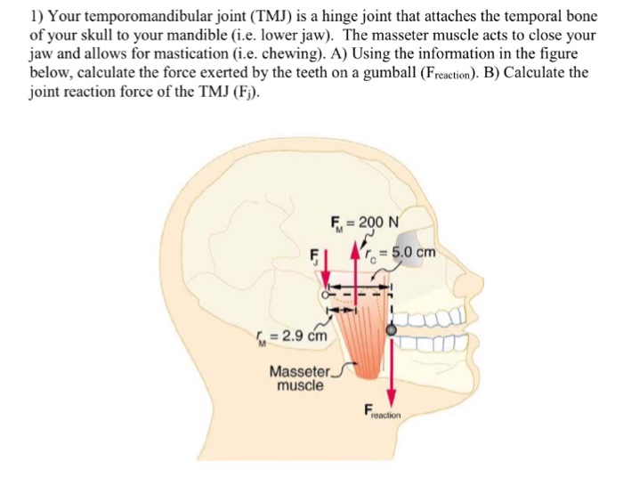 Solved Your temporomandibular joint (TMJ) is a hinge joint