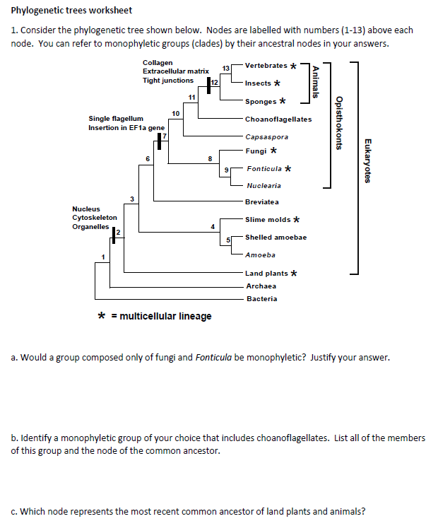 Phylogenetic Tree Practice Worksheet With Answers