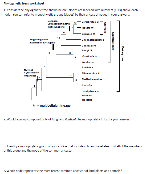  Phylogenetic Tree Worksheet Free Download Goodimg co