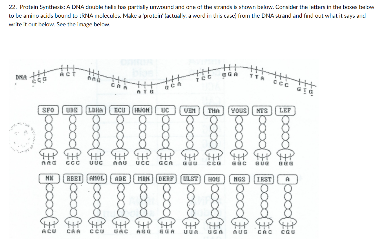 Solved 22. Protein Synthesis: A DNA double helix has | Chegg.com