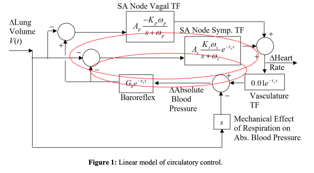 A Simulink Simulation of a Physiological Circulation | Chegg.com