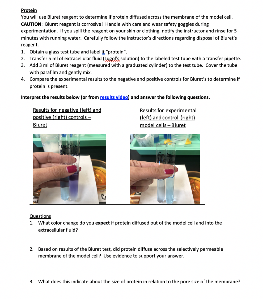 Solved Protein You will use Biuret reagent to determine if