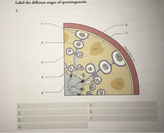 Solved Label the different stages of spermiogenesis. 4. 7 3 | Chegg.com