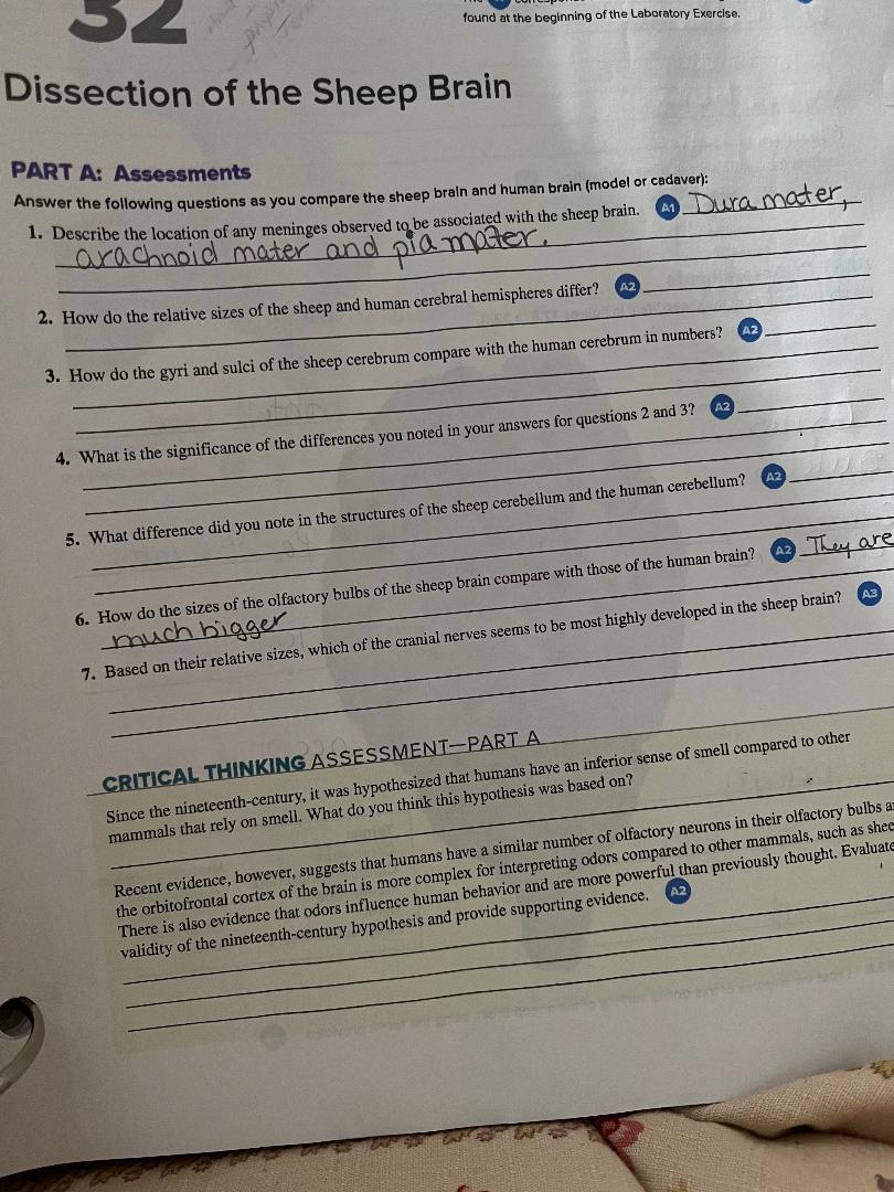 Solved Dissection Of The Sheep Brain Part A Assessment