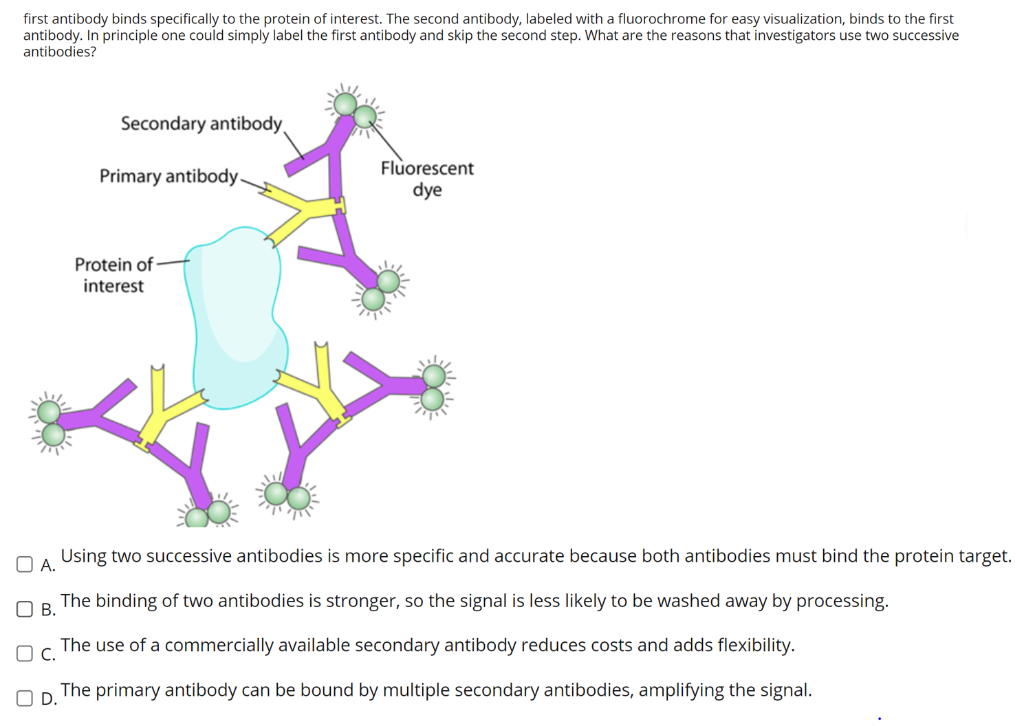 Solved first antibody binds specifically to the protein of | Chegg.com