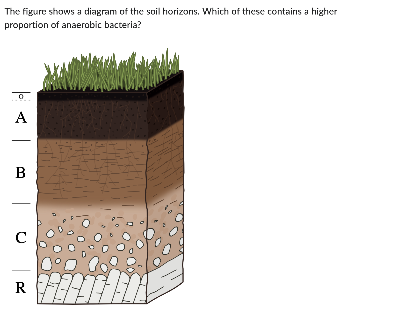 Solved The Figure Shows A Diagram Of The Soil Horizons. | Chegg.com