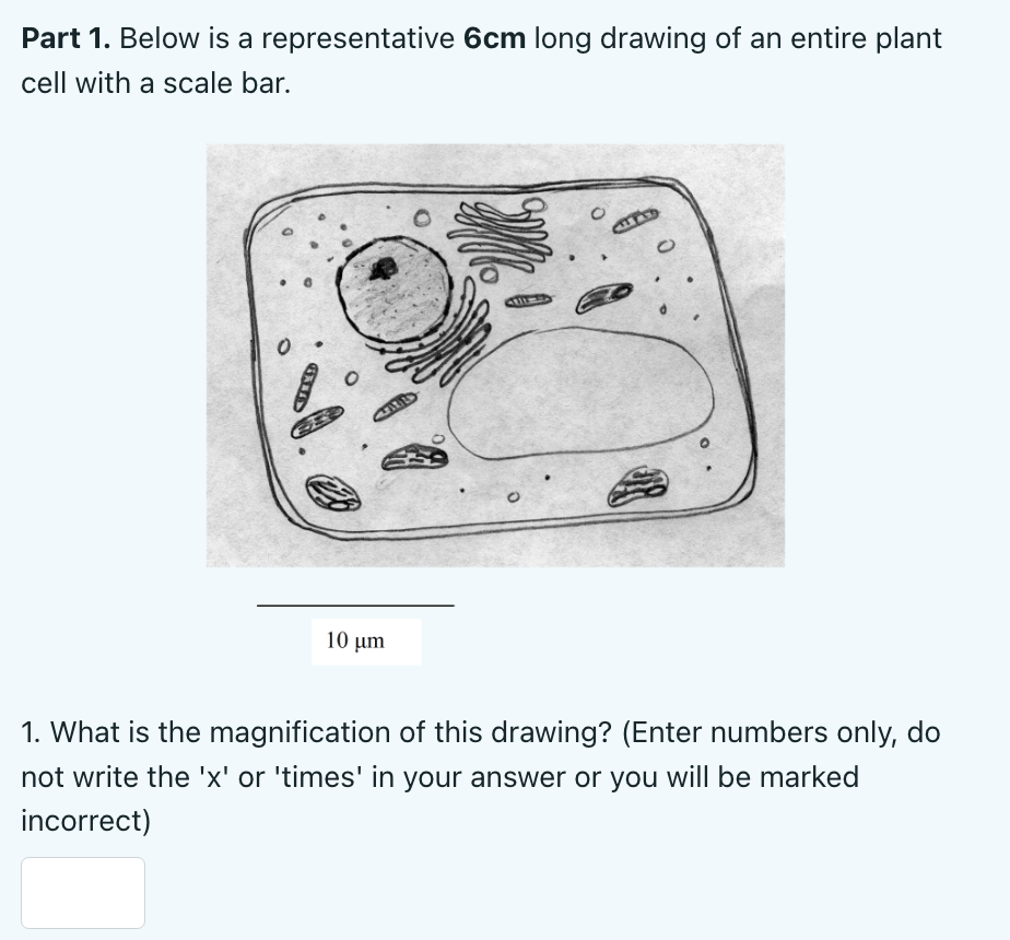 Solved What is the magnification of this drawing? (Enter | Chegg.com