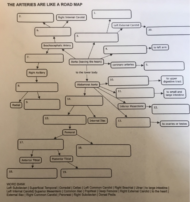 The Arteries Are Like A Road Map Concept Map Answers Map