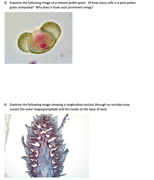 Solved Examine the image showing a longitudinal section