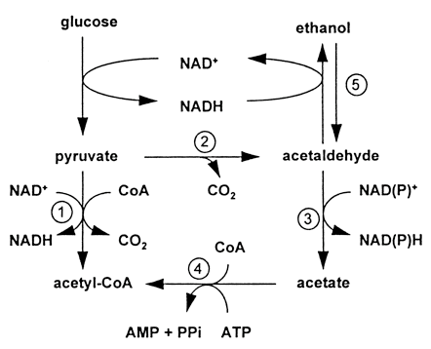 Solved Use the following diagram to help answer any | Chegg.com