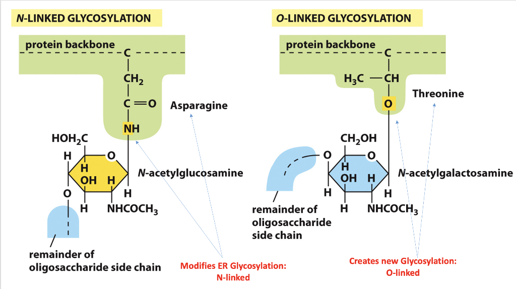 Solved Questions 1. Explain Nlinked and Olinked