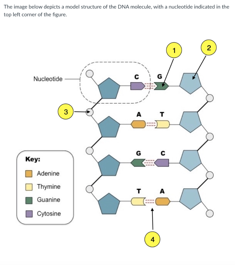 dna molecule nucleotide