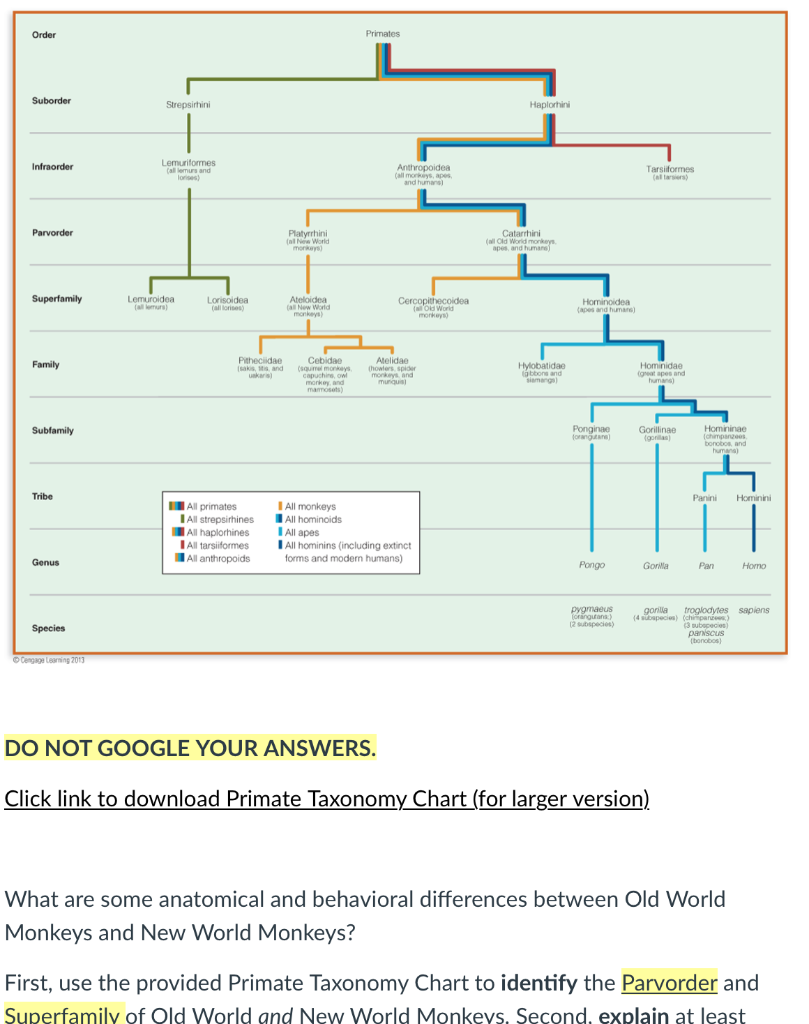 Solved Order Primates Suborder Strepsirhini Haplorhini