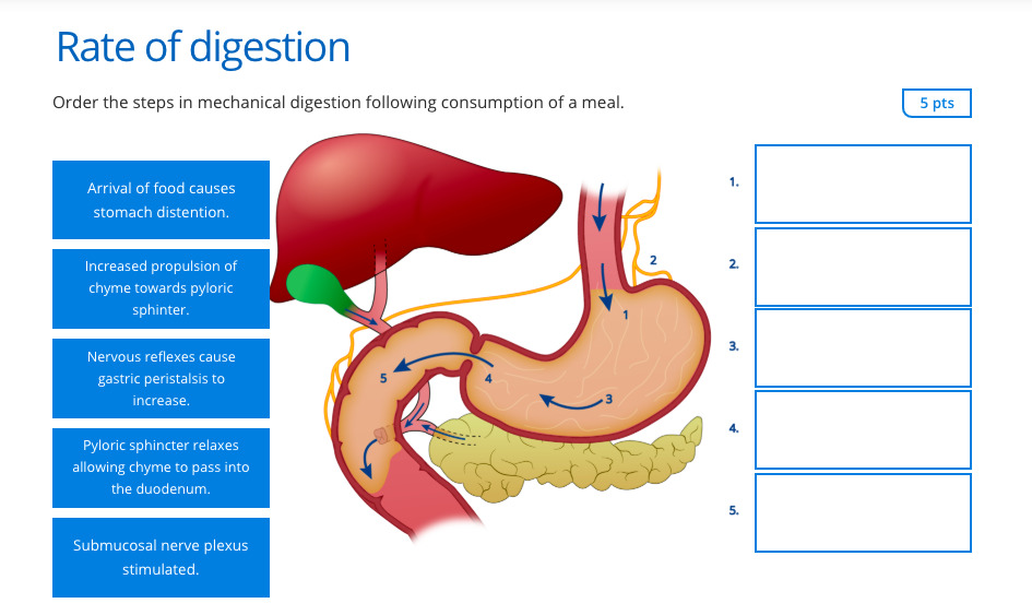 6-4-protein-digestion-and-absorption-medicine-libretexts