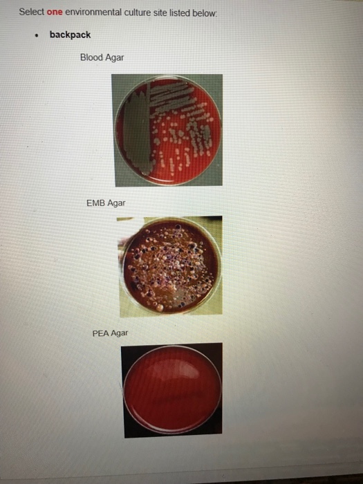 Solved Observe culture. Identify environmental site selected