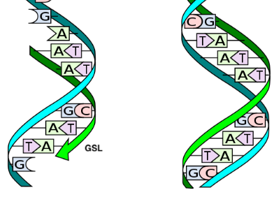 Solved The ribbons in the structure below represent the | Chegg.com