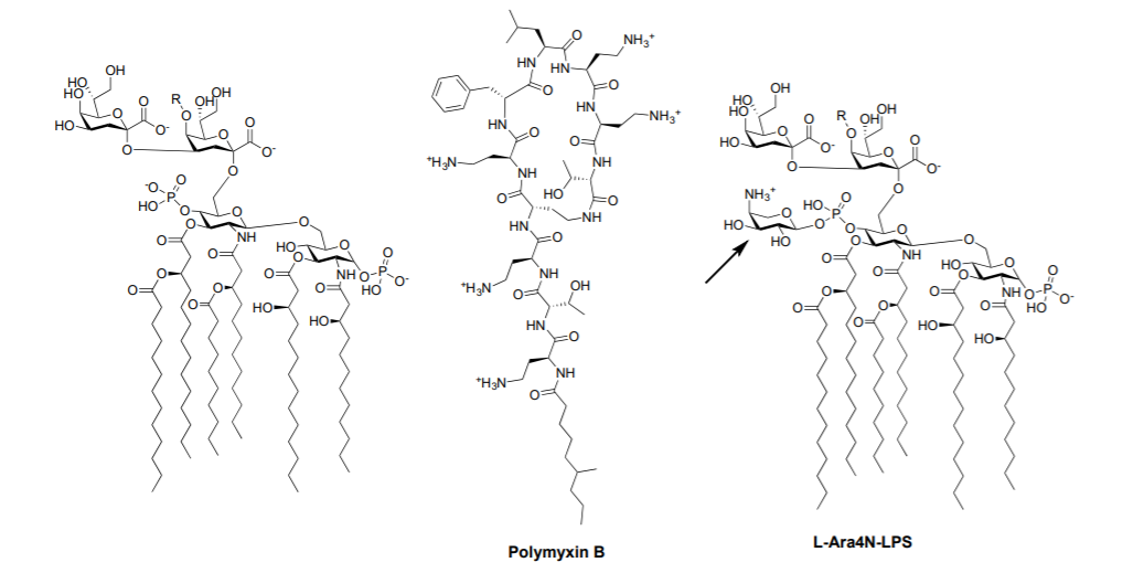 Solved Lipopolysaccharide (LPS) is the major lipid in the | Chegg.com