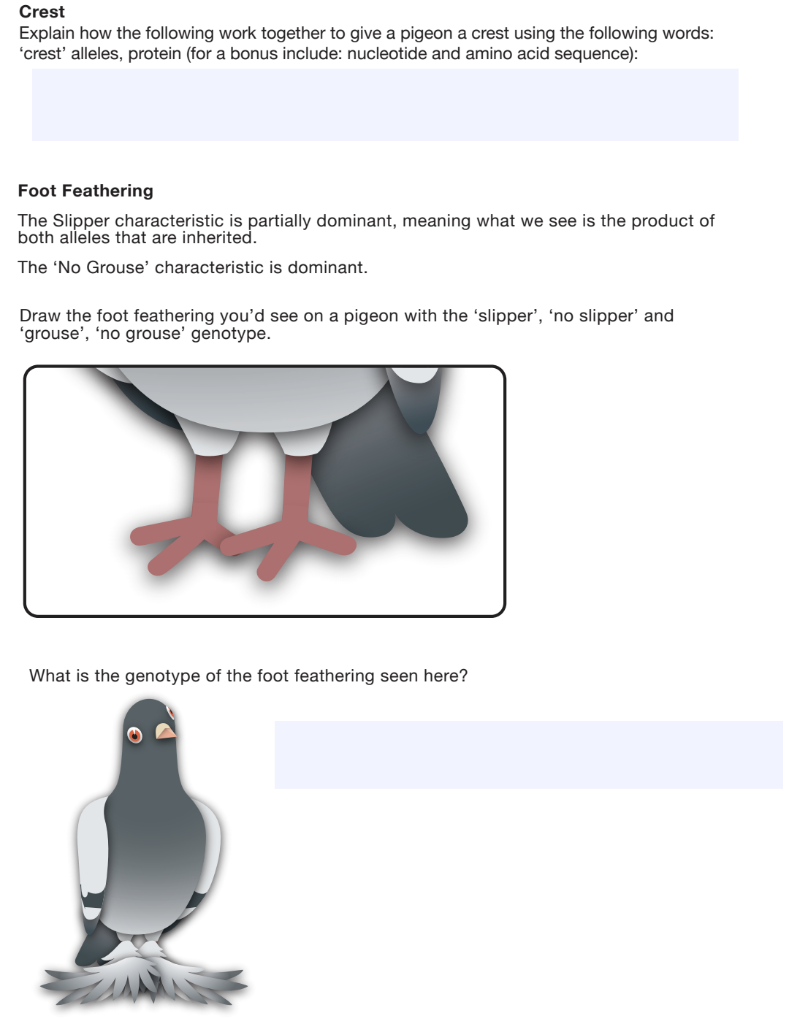 solved-pigeon-genetics-student-worksheet-answer-the-chegg