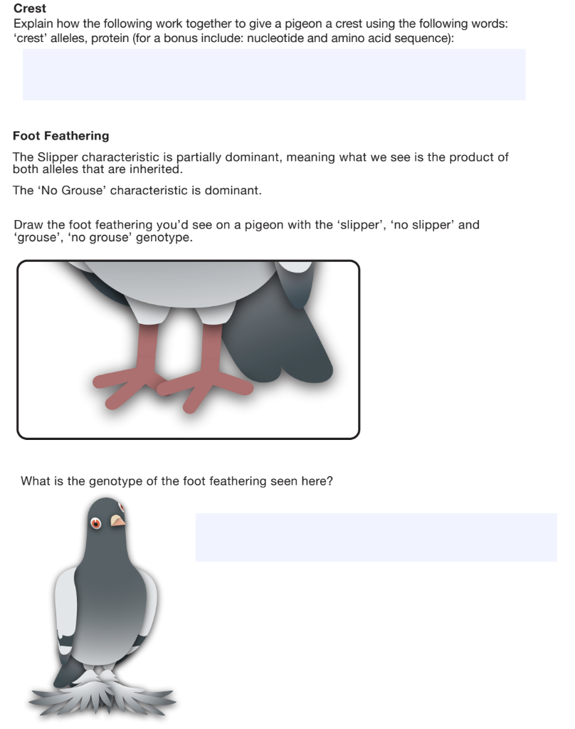 Solved Pigeon Genetics Student Worksheet Answer The Chegg