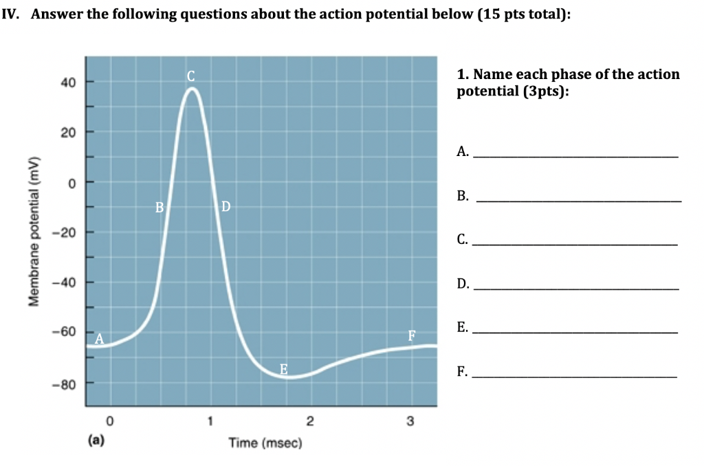 Solved IV. Answer the following questions about the action | Chegg.com